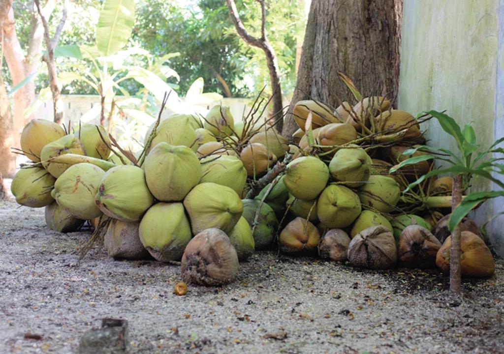 Panji Panji Tropical Wooden Home ปันไตเจอนัง ภายนอก รูปภาพ